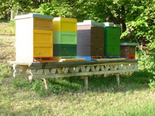 Hobbyimkerei Gunnesch - Bienenstock eines Volks