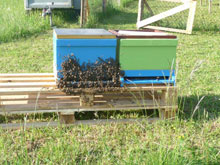 Hobbyimkerei Gunnesch - freier Bienenstock